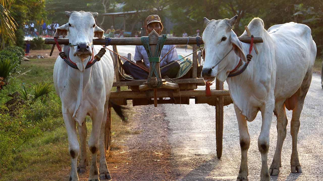Ox cart ride in rural Cambodia